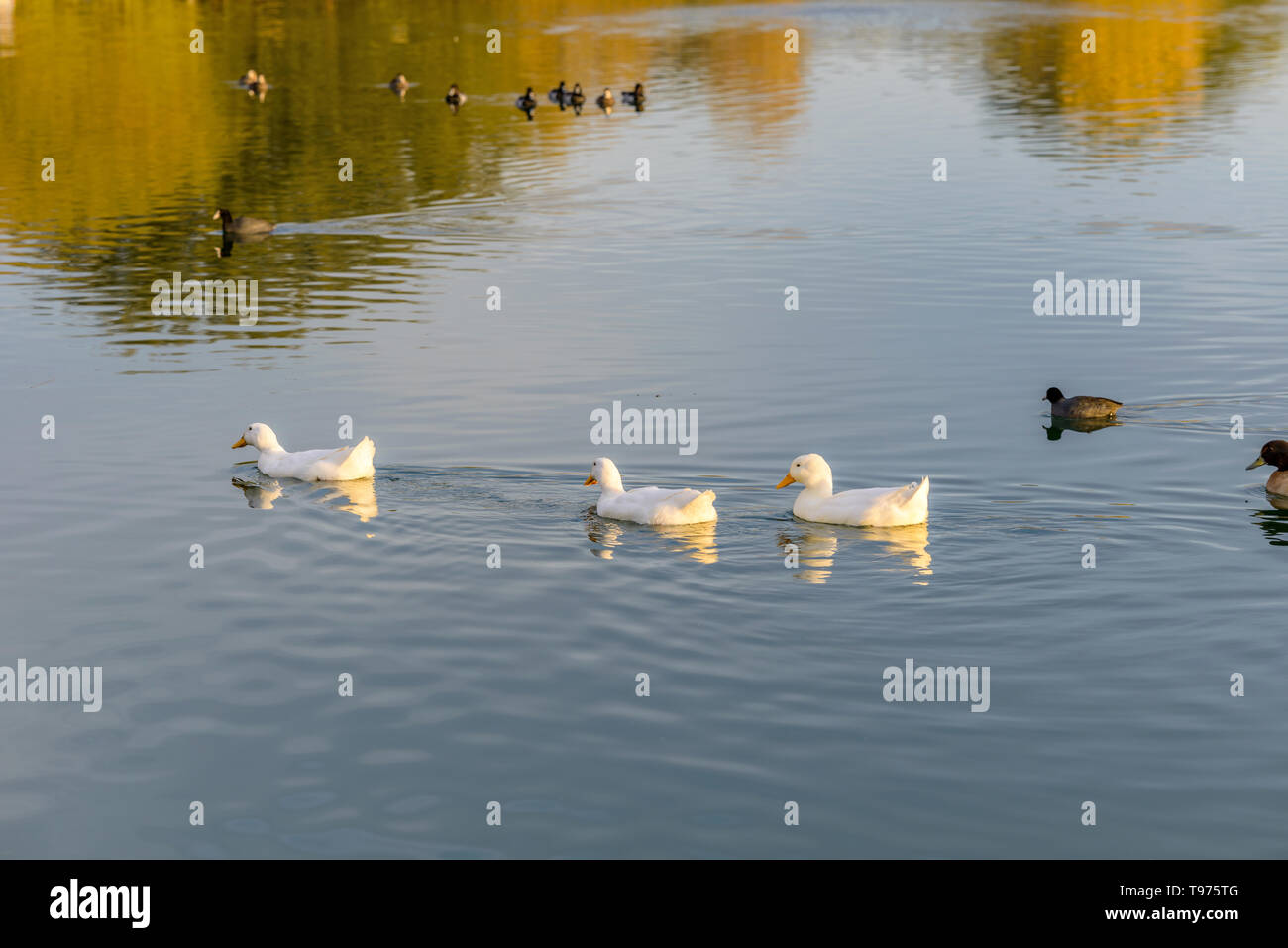 Les canards blancs sur le lac au coucher du Soleil - un groupe de canards de Pékin Américain blanc natation sur un coucher de soleil automne lac. Oasis des anciens combattants Lake, Chandler, Arizona, USA. Banque D'Images