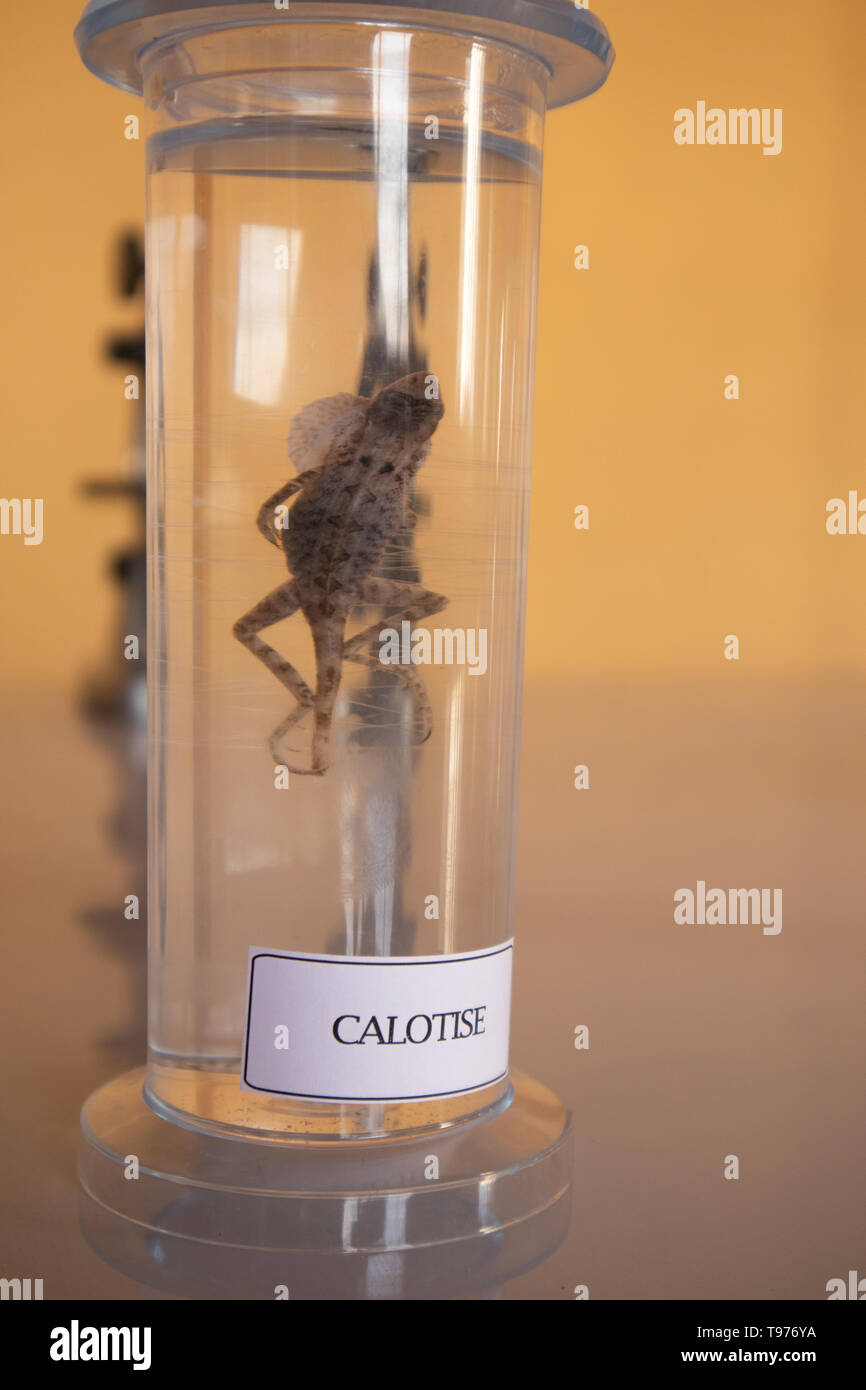 Dans Calotise verrerie de laboratoire d'expérimentation Banque D'Images