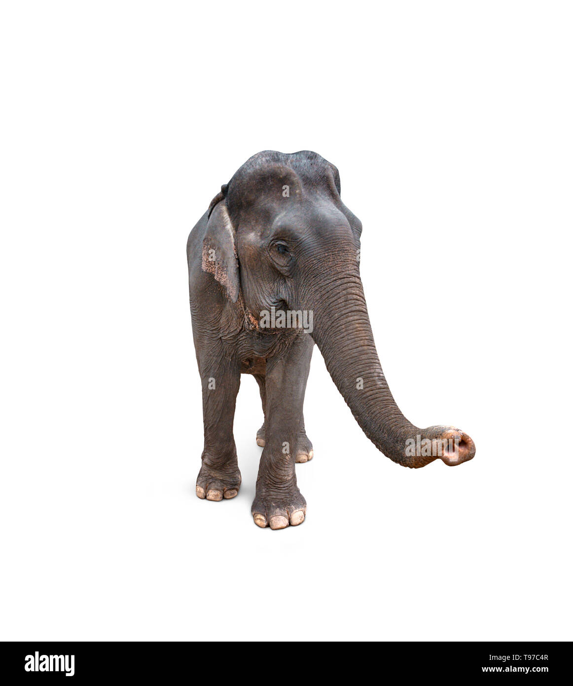 L'éléphant d'Asie femelle isolé sur fond blanc. Vue de face. Banque D'Images