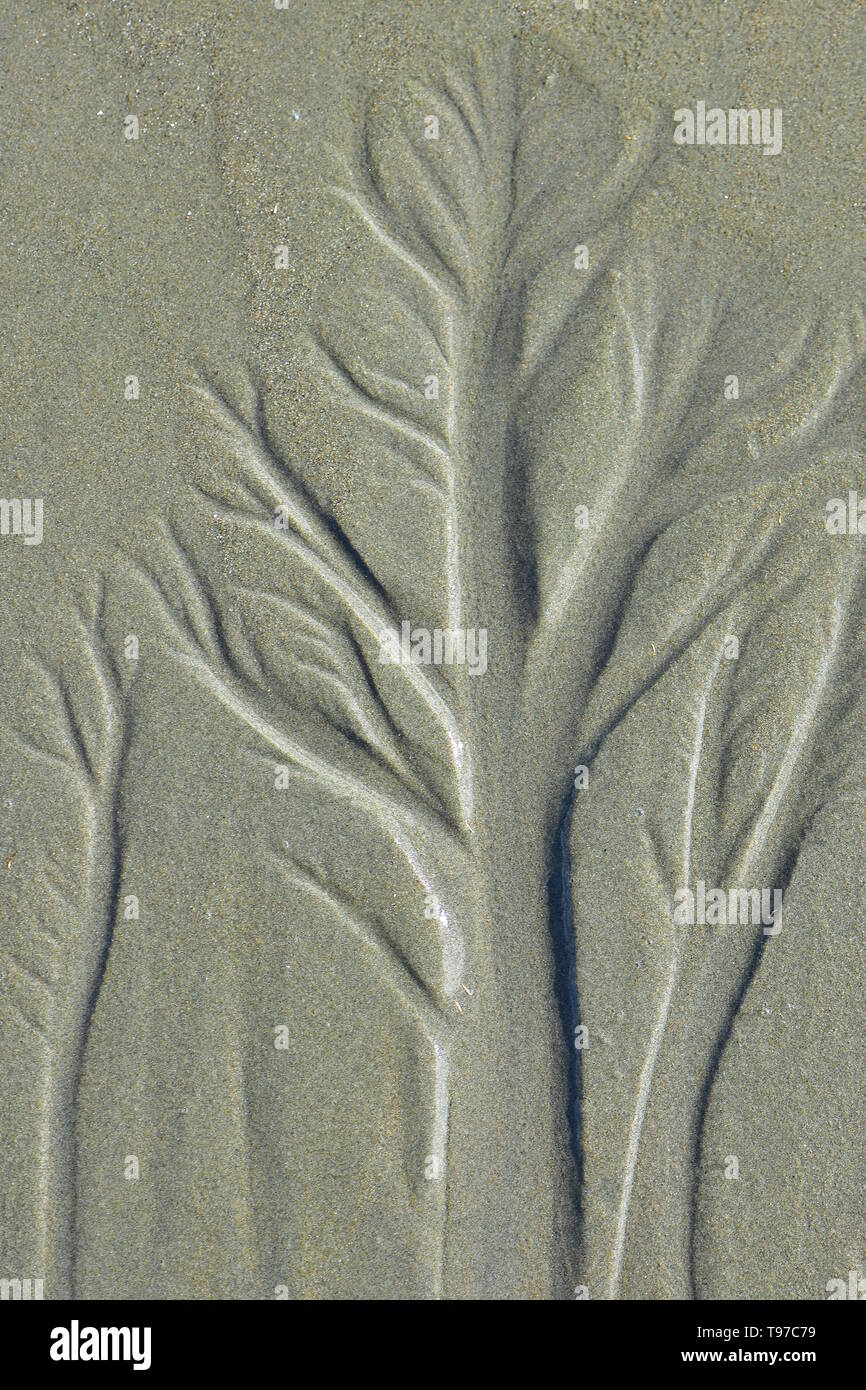 Détail de formes d'arbres créée par l'eau de mer de la plage de sable sortant à marée basse. Banque D'Images