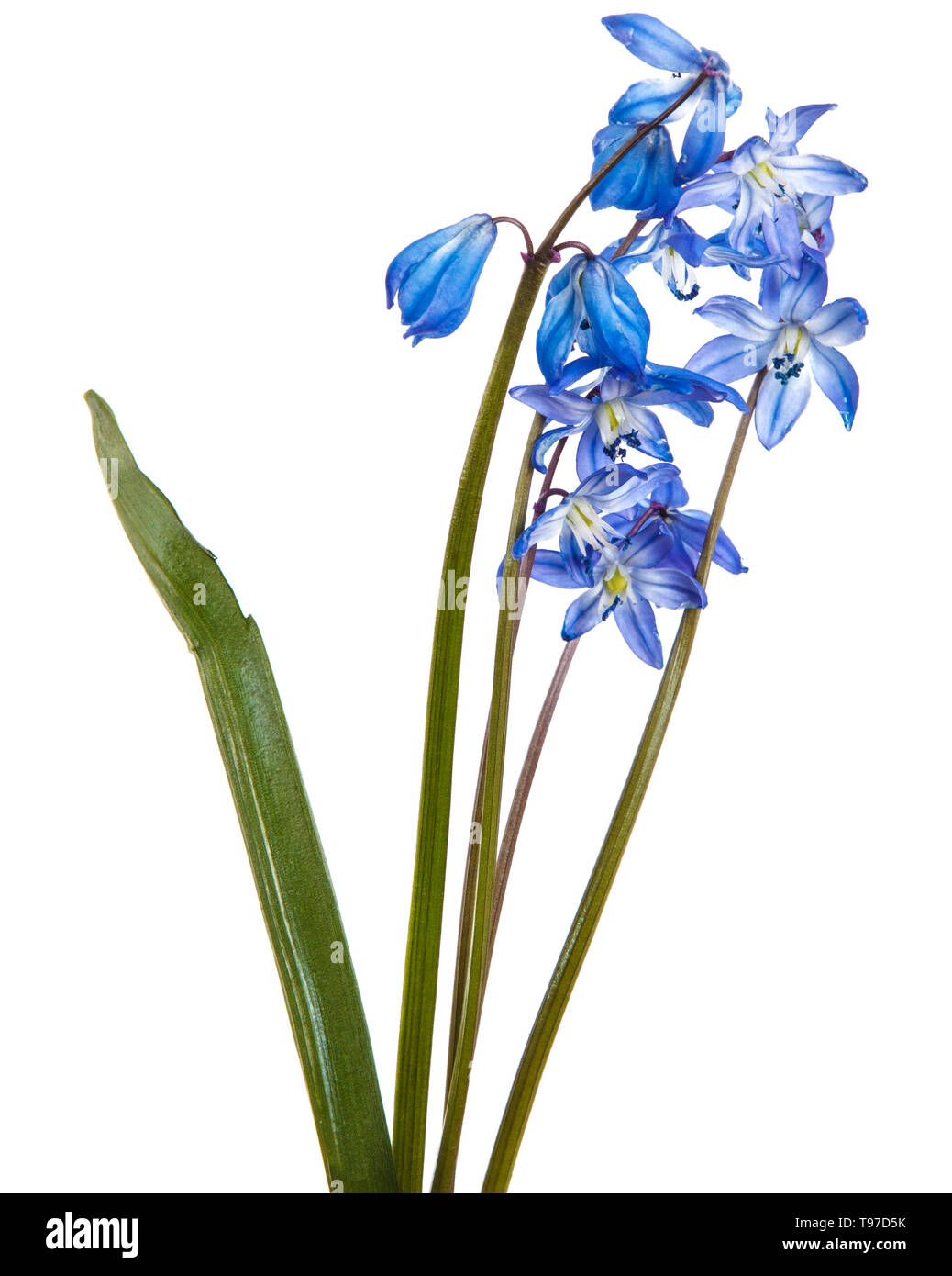 Blue bush de perce-neige en fleurs. Isolated on white Banque D'Images