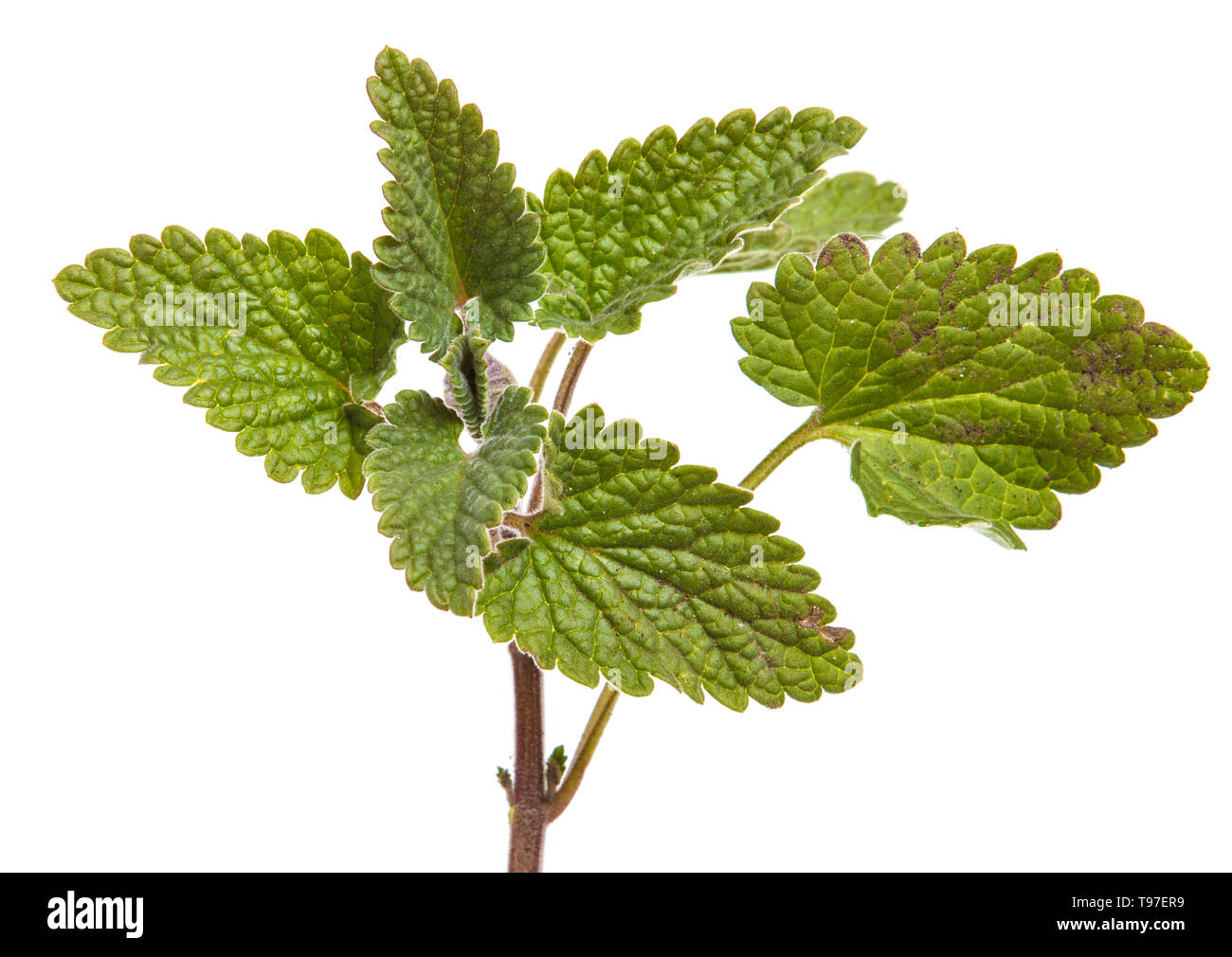 Petit mint bush isolated on white Banque D'Images