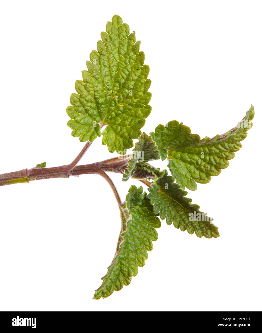 Petit mint bush isolated on white Banque D'Images