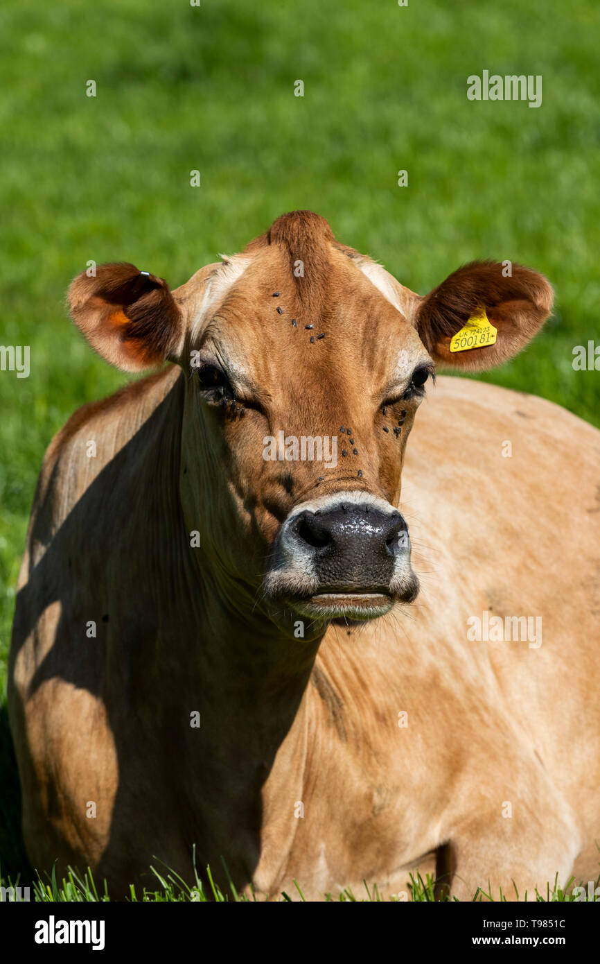 Arbre généalogique Jersey troupeau laitier de Brooke à Wye Valley Dairy Company dans la vallée de la Wye, au Pays de Galles. Le lait est utilisé pour le fromage et la crème glacée. Banque D'Images