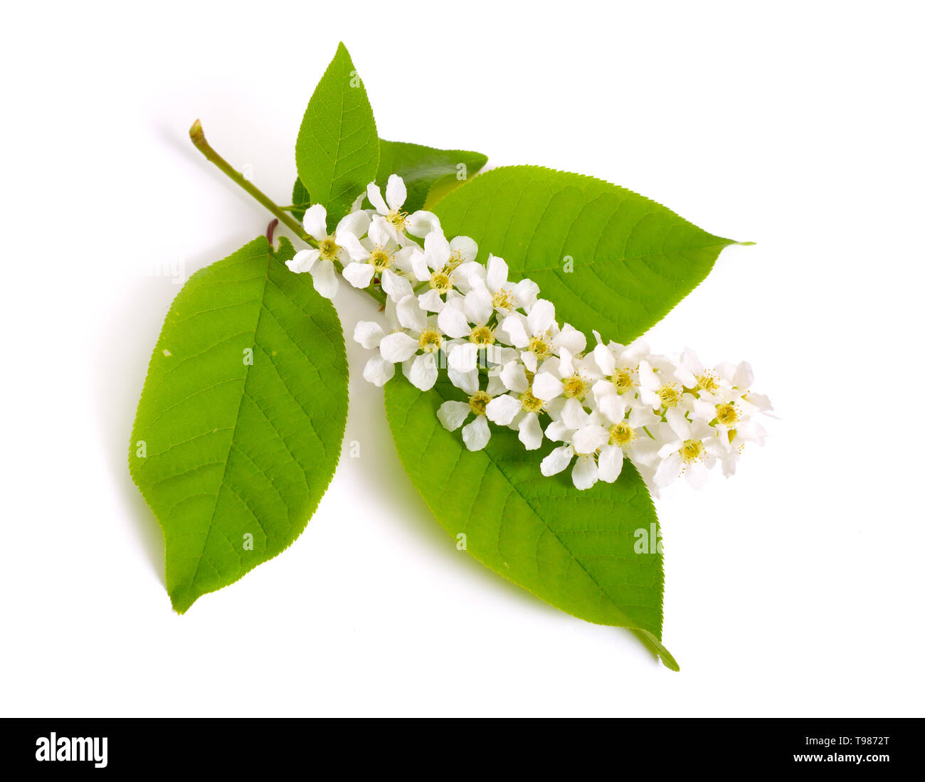 Prunus padus, connu sous le nom de bird cherry, micocoulier, hagberry ou prunier. Des fleurs. Isolé sur fond blanc Banque D'Images