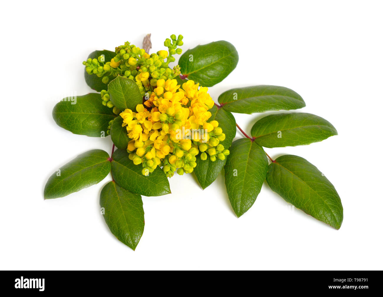 Rameaux florifères Mahonia isolé sur fond blanc Banque D'Images Rameaux florifères Mahonia isolé sur fond blanc Banque D'Images