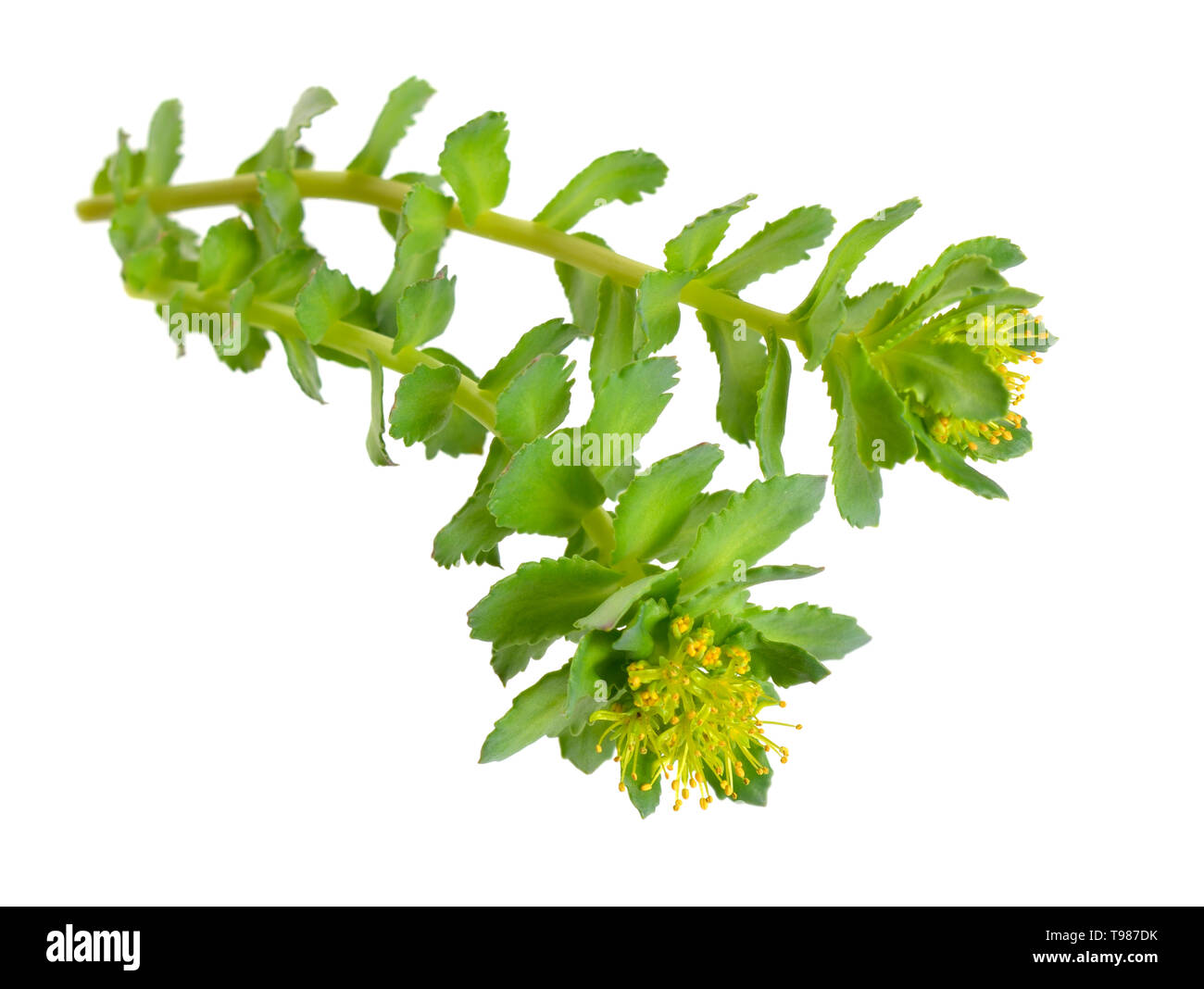 Le rosea de Rhodiola ou racine d'or, rose rhodiole, racine, racine de l'Arctique, de la couronne du roi, lignum rhodium, orpin rose Banque D'Images