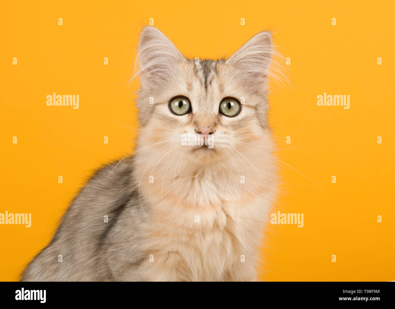 Portrait de chaton sibérien mignon regardant la caméra sur un fond jaune dans une image horizontale Banque D'Images