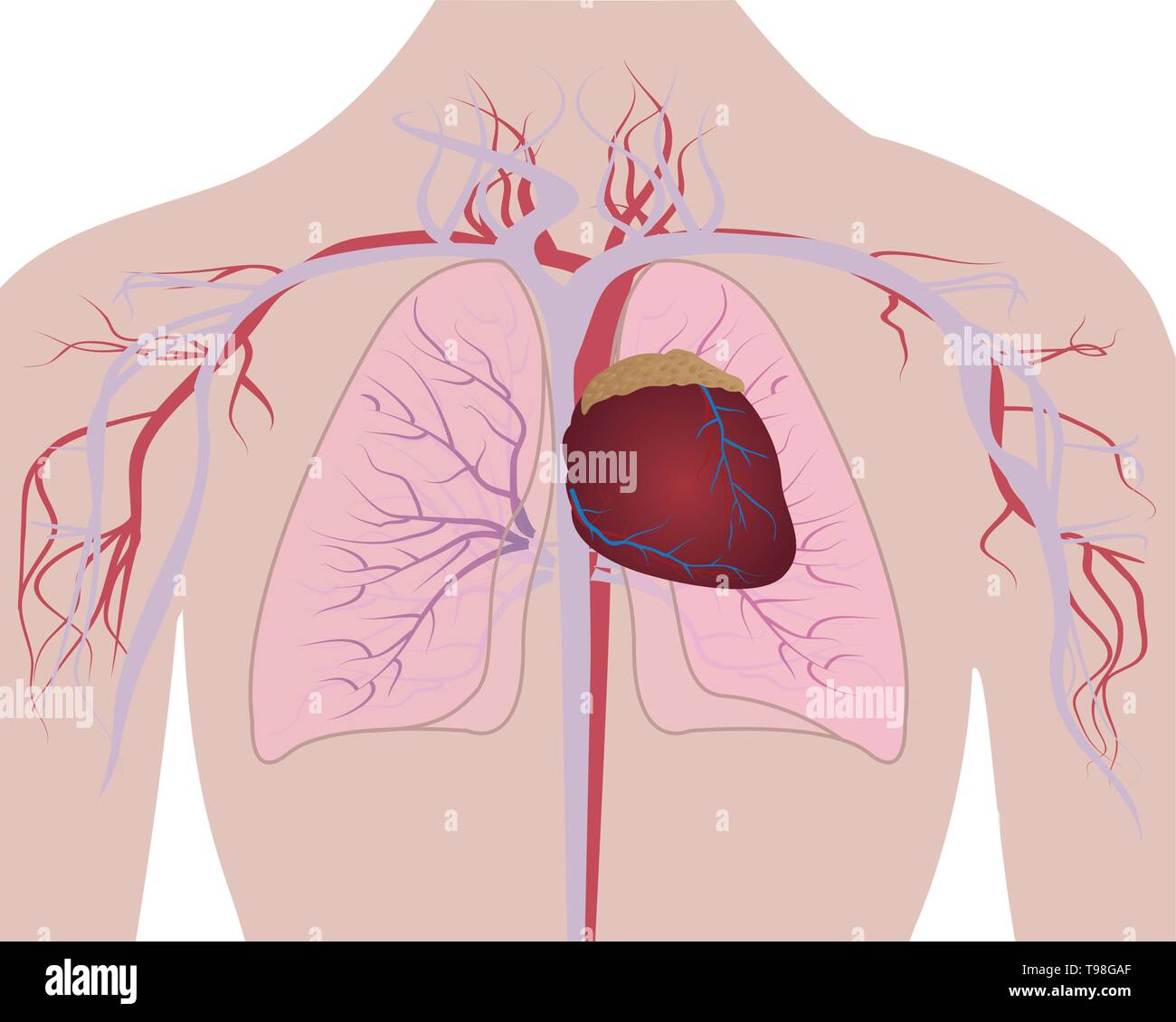 Les poumons et le coeur du système cardio dans un corps humain vector illustration Illustration de Vecteur