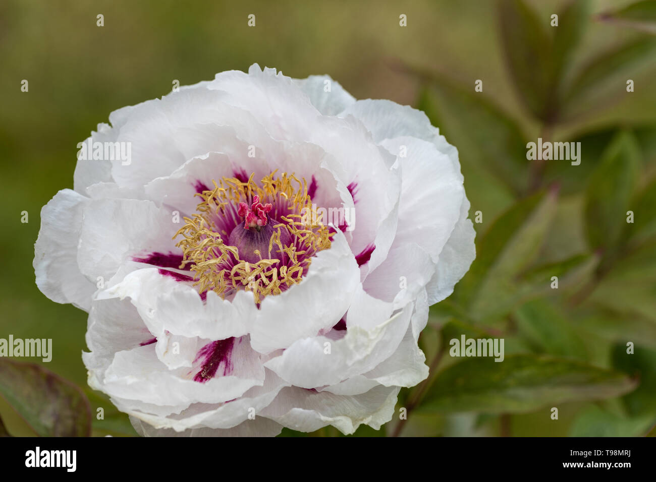 Gros plan d'une belle fleur de pivoine blanche en fleurs au Royaume-Uni Banque D'Images