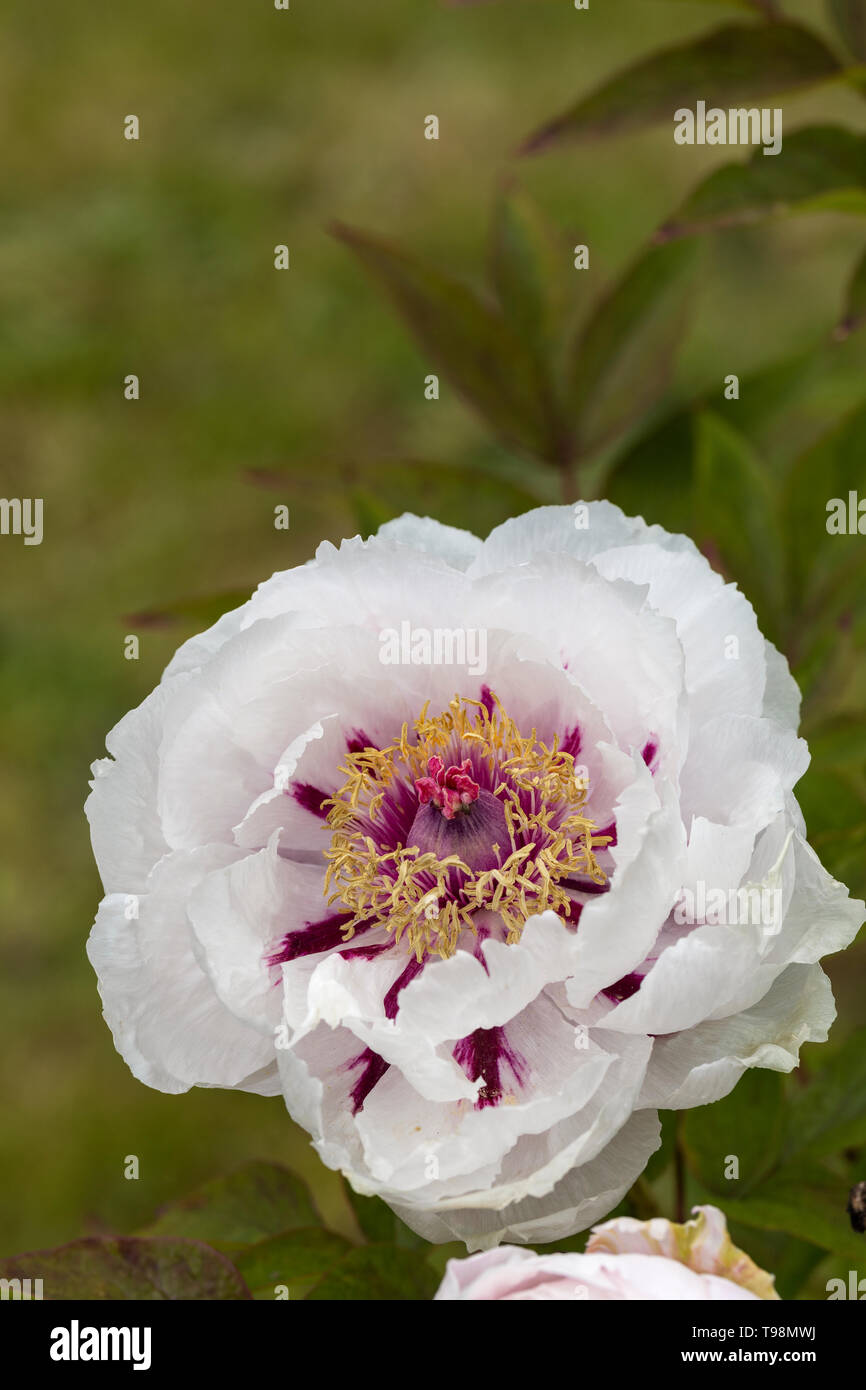 Gros plan d'une belle floraison de la pivoine blanche au Royaume-Uni Banque D'Images