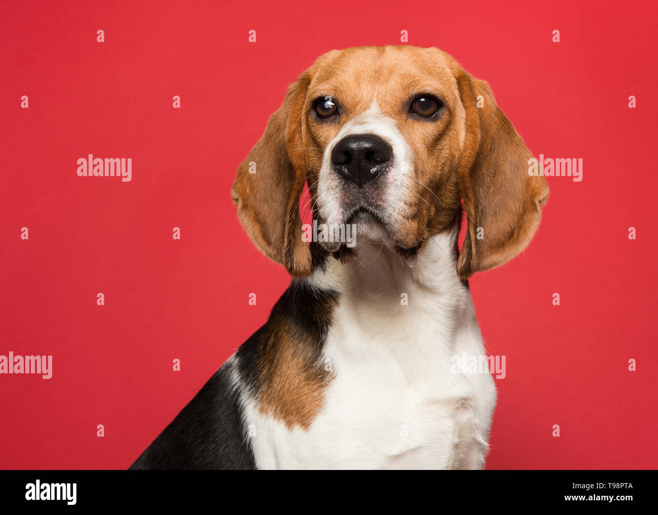 Portrait d'un beagle regardant la caméra sur un fond rouge dans une image horizontale Banque D'Images