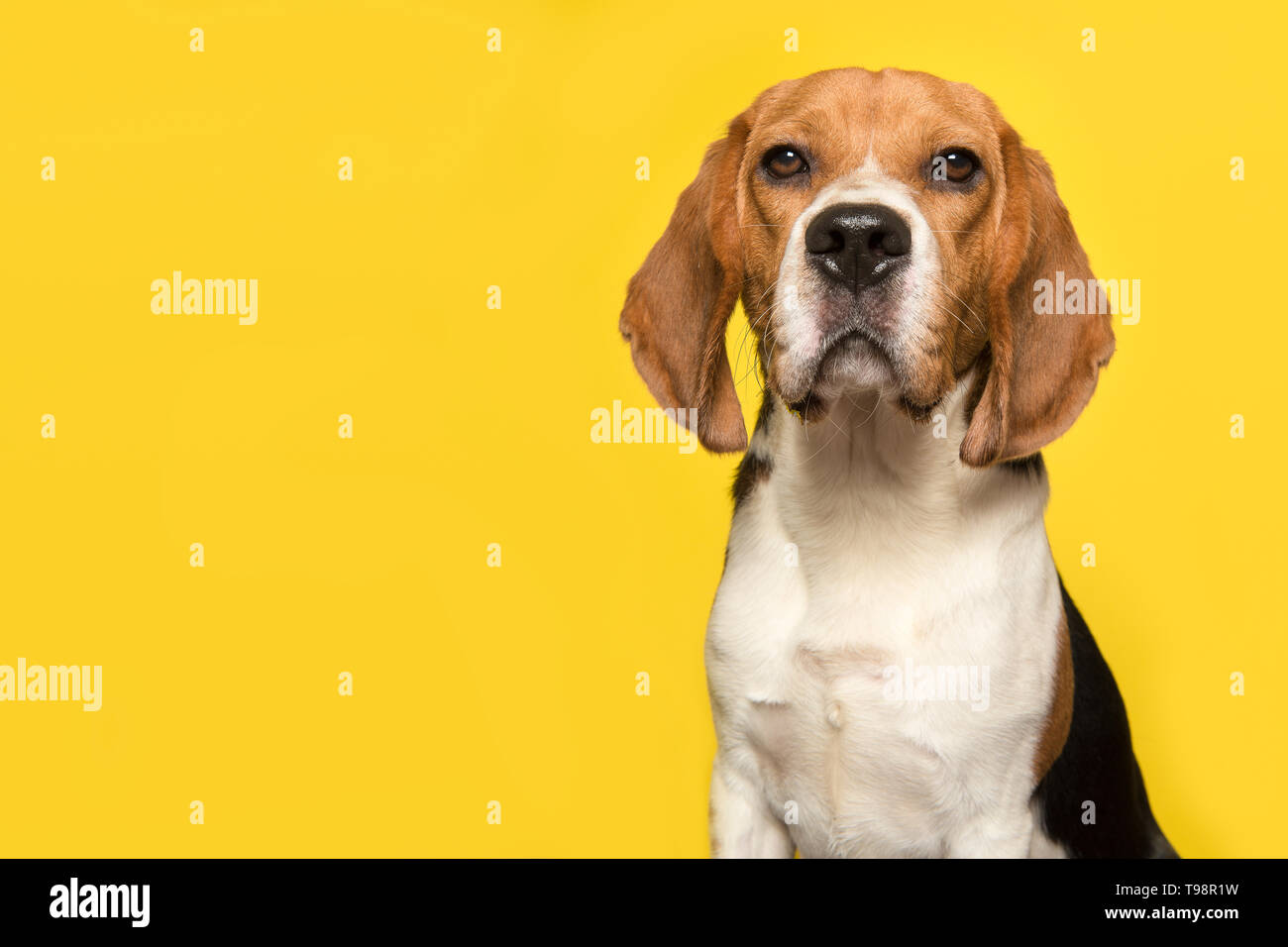 Portrait d'un beagle regardant la caméra sur un fond jaune dans une image horizontale avec espace pour copier Banque D'Images