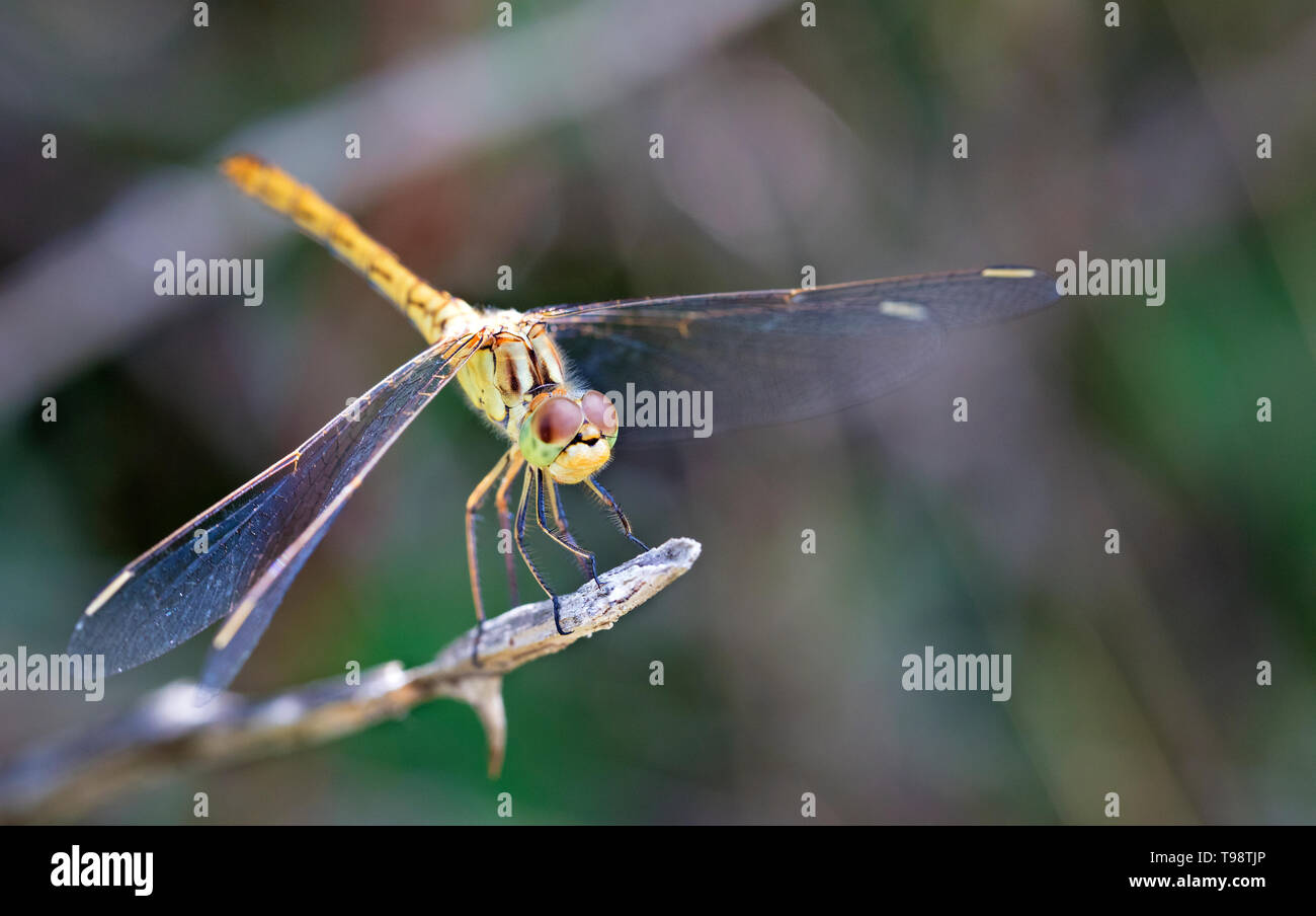 Une libellule de nacre la lumière sur ses ailes est assis sur une branche sur un arrière-plan flou vert foncé Banque D'Images