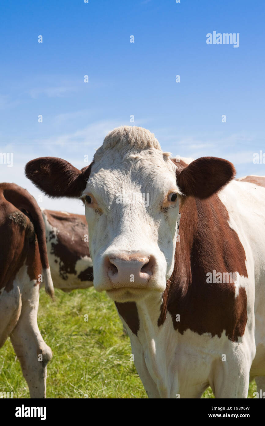 Les vaches photographiées dans un champ contre un ciel bleu dans les îles Shetland, au nord de l'Écosse, au Royaume-Uni. Banque D'Images