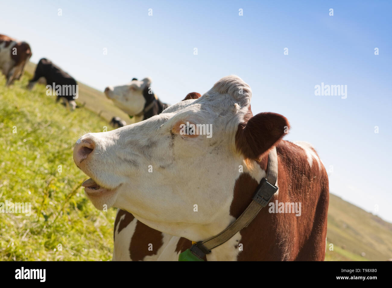 Les vaches photographiées dans un champ contre un ciel bleu dans les îles Shetland, au nord de l'Écosse, au Royaume-Uni. Banque D'Images
