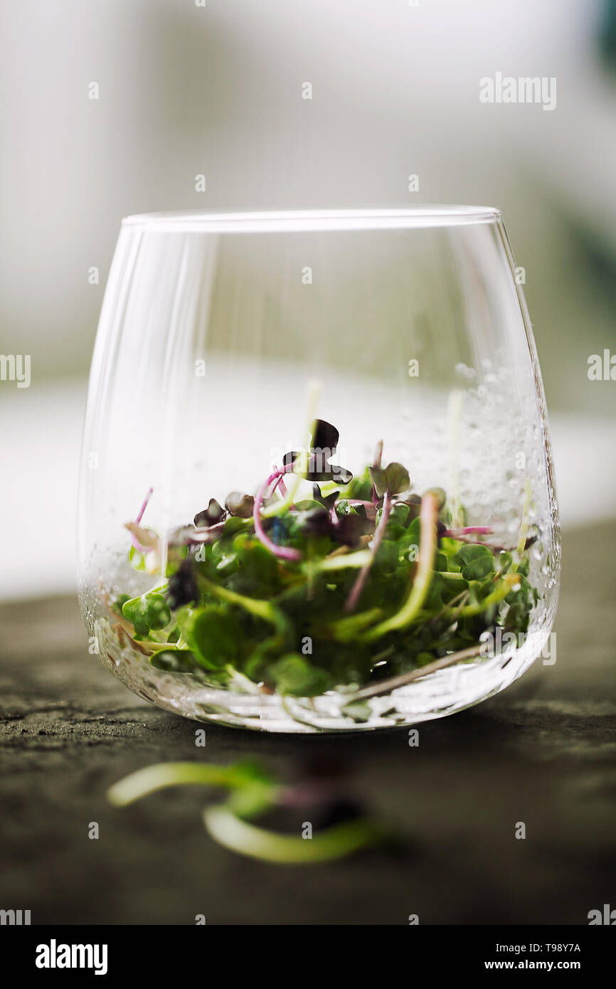 Maison à la mode micro biologiques germes verts mélangés dans le verre avec de l'eau gouttes close-up.frais et jeunes pousses de cresson frisé rouge. L'alimentation saine Banque D'Images