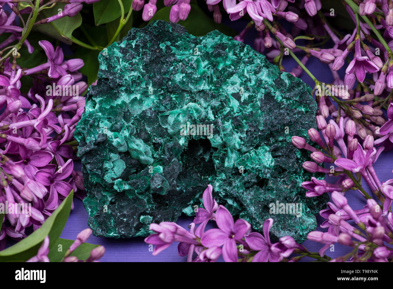 Cluster Malachite fibreuse vert foncé à partir de la province du Shaba, Zaïre, entouré de fleurs lilas pourpre. Banque D'Images