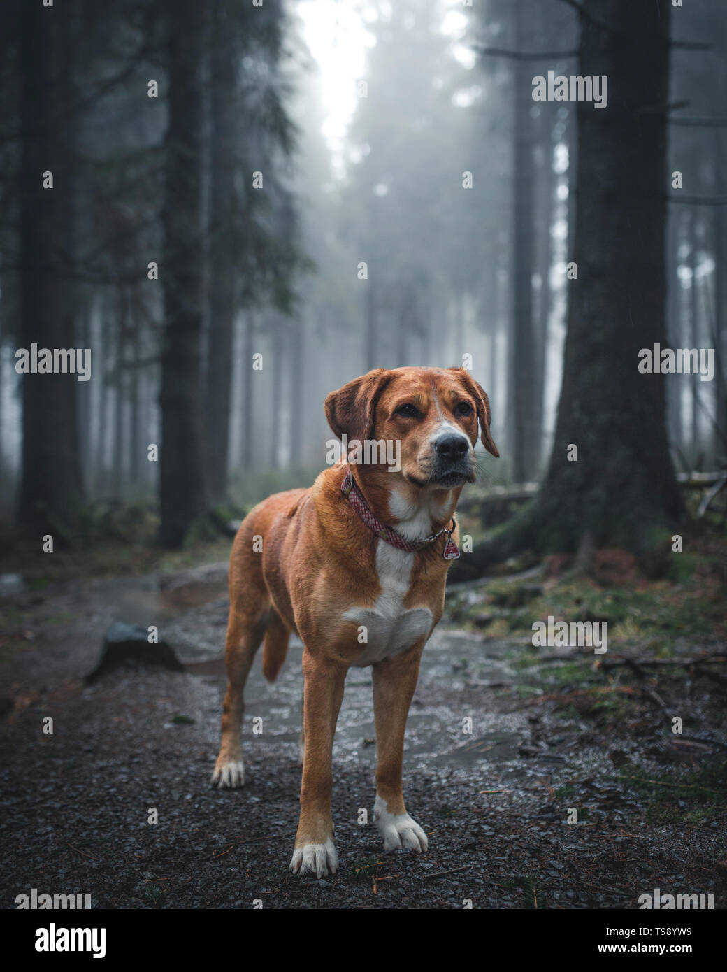 Labrador chien chien de Montagne Suisse bâtard dans la Red Moor, Rhön, Allemagne Banque D'Images