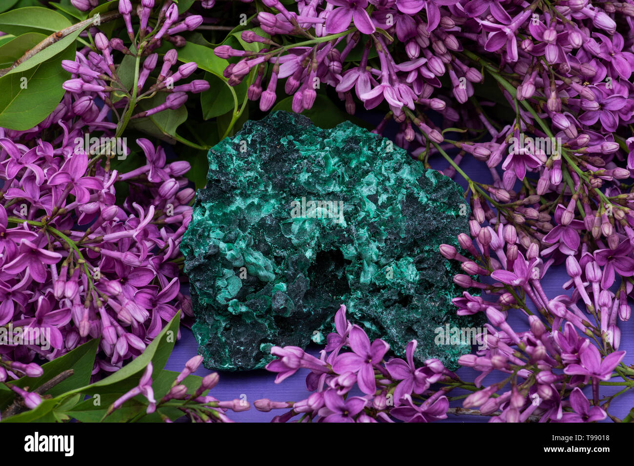 Cluster Malachite fibreuse vert foncé à partir de la province du Shaba, Zaïre, entouré de fleurs lilas pourpre. Banque D'Images