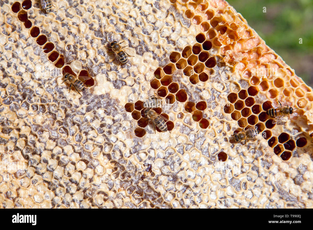 Cadres d'une ruche. Les abeilles à l'intérieur de la ruche avec cellules ouverts et fermés pour le miel. Le miel d'abeilles recueillies dans le beau jaune miel. Banque D'Images