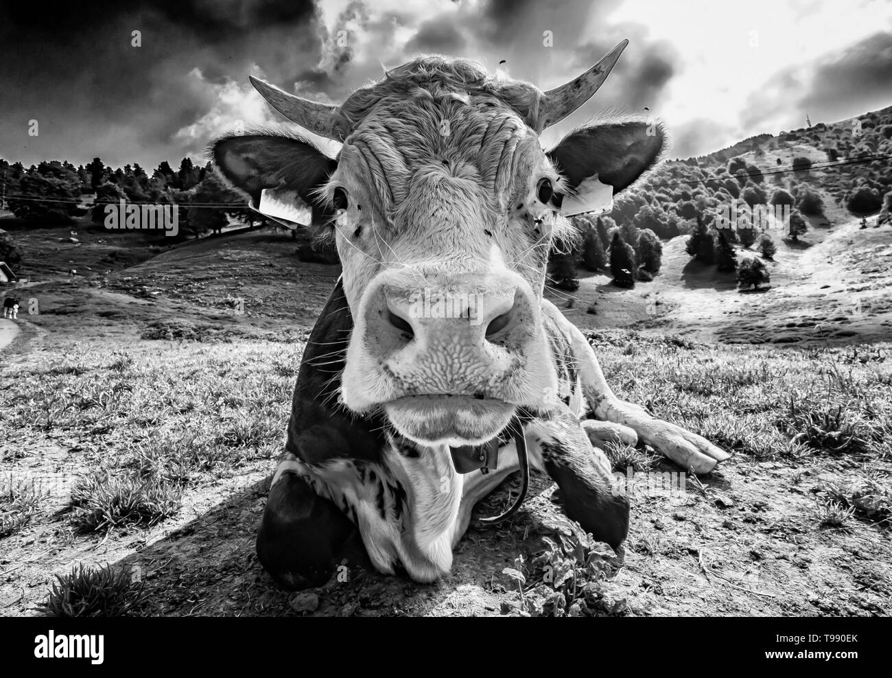 Close-up vache en noir et blanc Banque D'Images