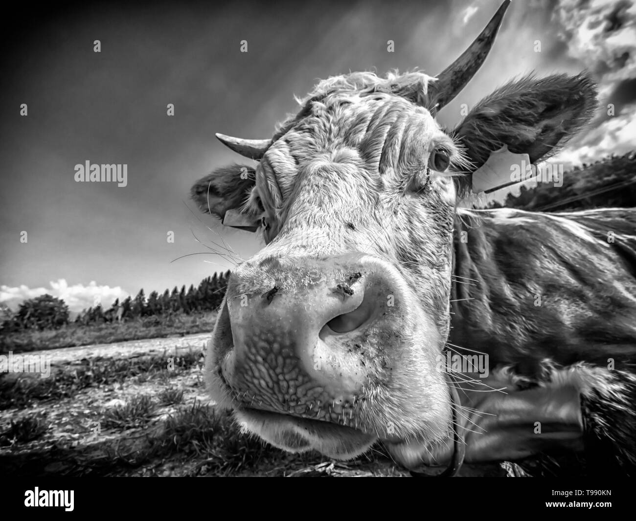 Close-up vache en noir et blanc Banque D'Images