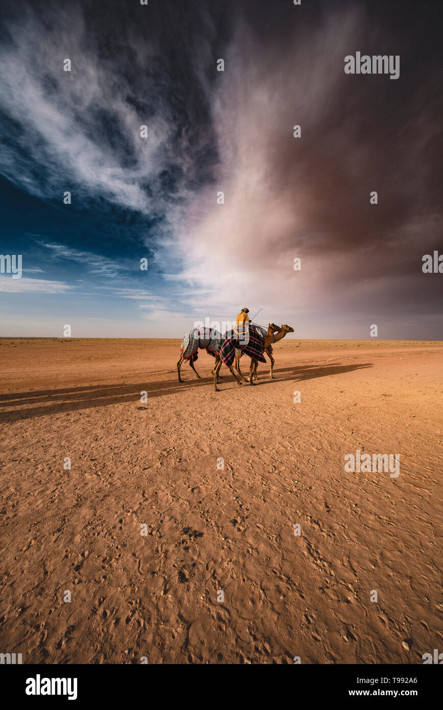 Vue du coucher de soleil avec des chameaux après la grande course, l'Arabie Saoudite Banque D'Images