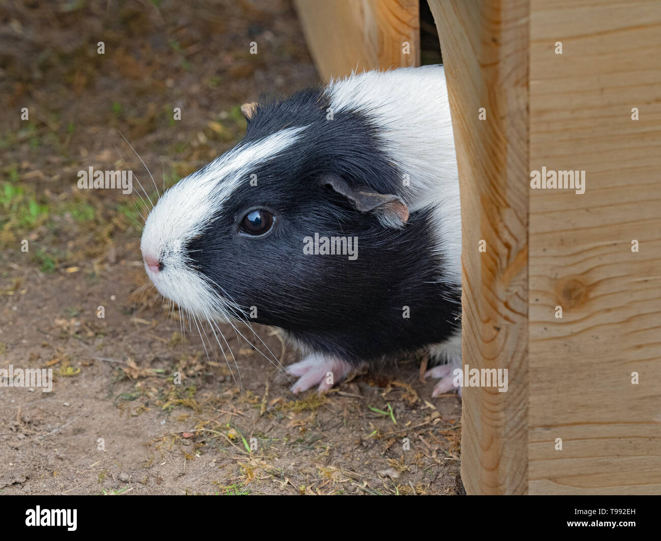 Le cobaye Cavia porcellus ou cobaye domestique Banque D'Images