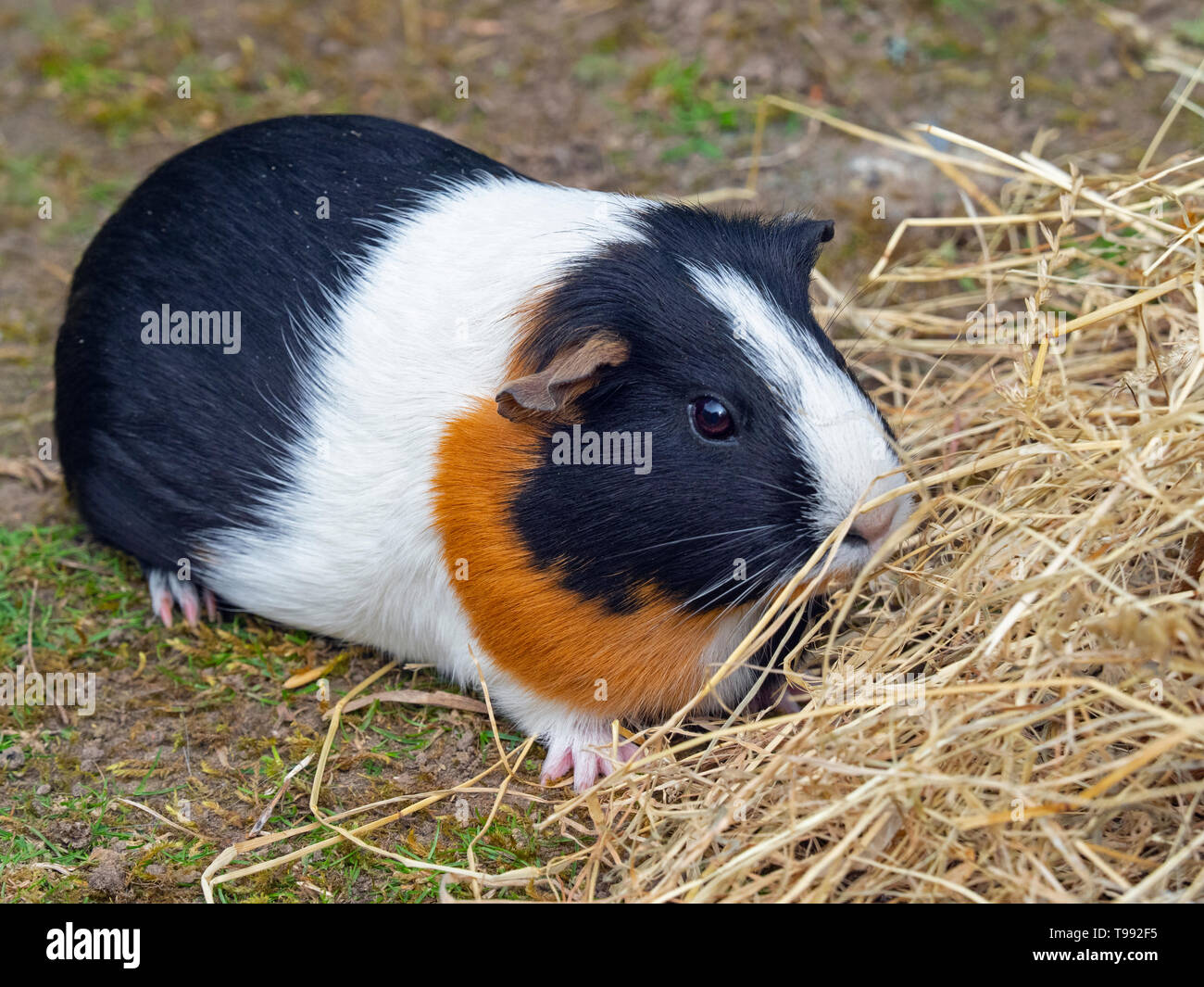 Le cobaye Cavia porcellus ou cobaye domestique Banque D'Images