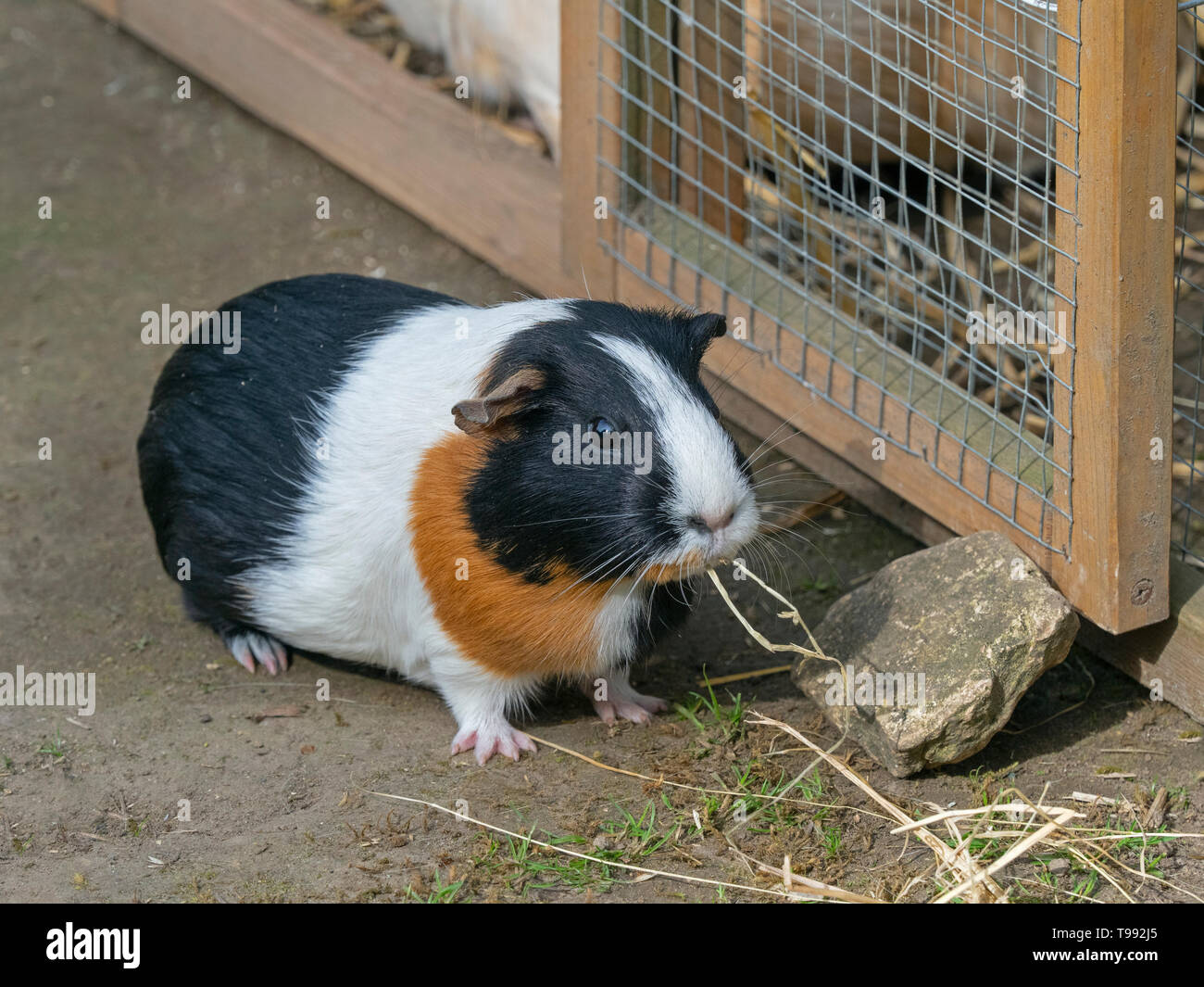 Le cobaye Cavia porcellus ou cobaye domestique Banque D'Images
