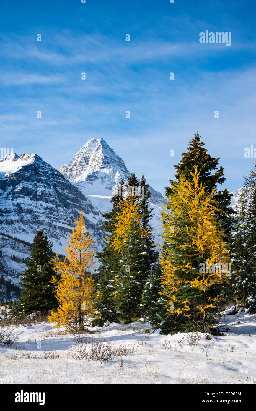 Le parc provincial du mont Assiniboine, Colombie Britannique, Canada Banque D'Images