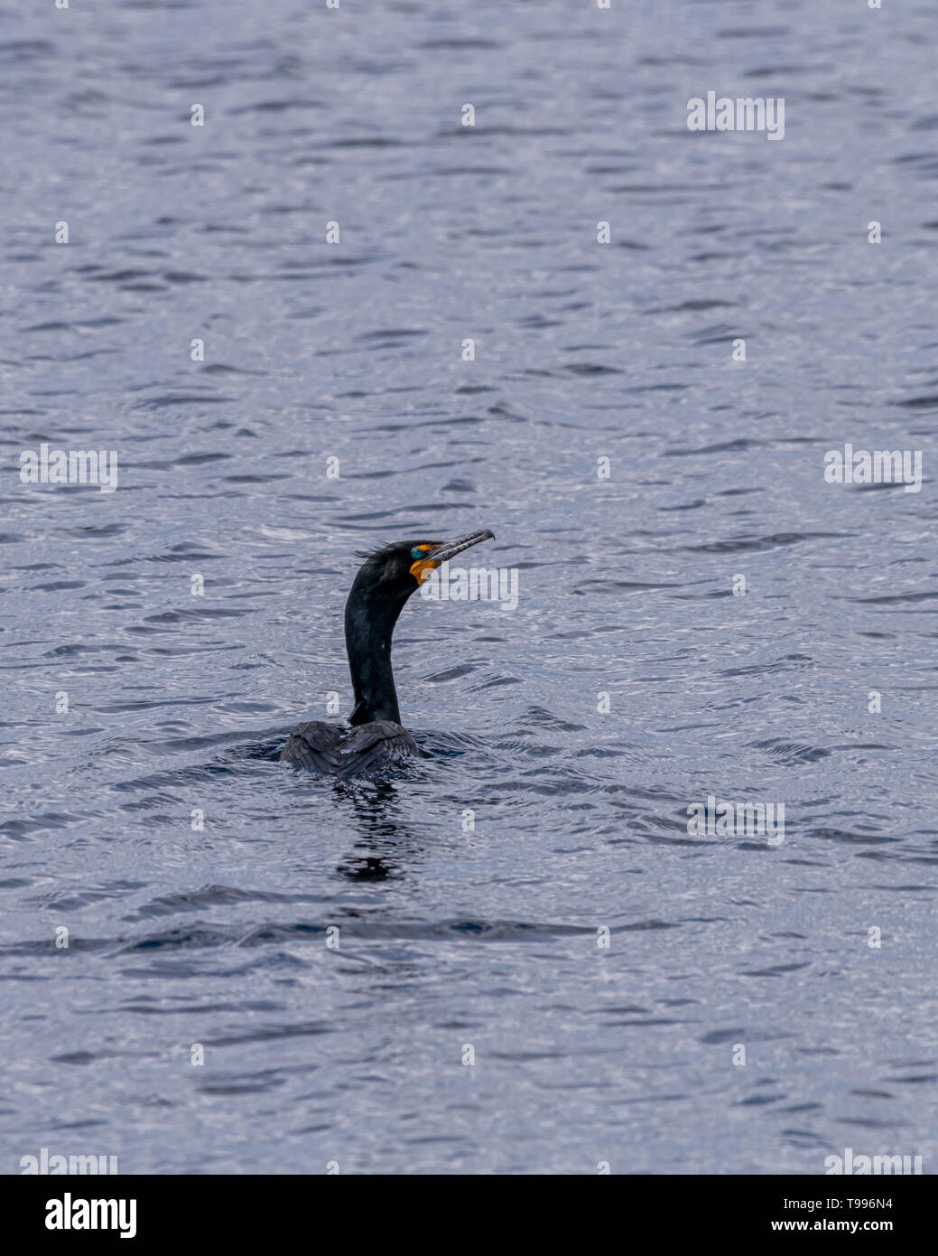 La reproduction cormoran à aigrettes (Phalacrocorax auritus) natation. Banque D'Images