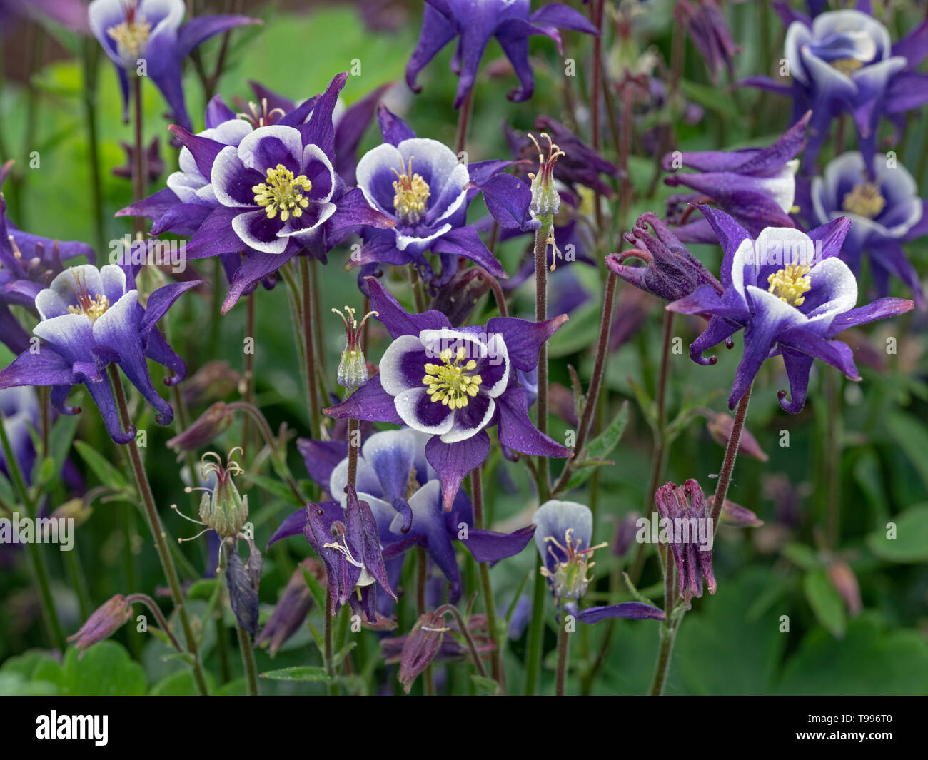 Aquilegia 'Spring Magic Blue & White' (Colombine) Banque D'Images