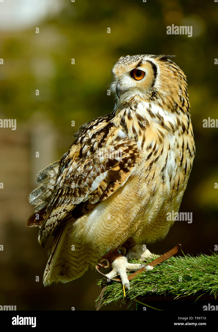 Grand nom Latin owl Bubo bubo perché sur un stand Banque D'Images