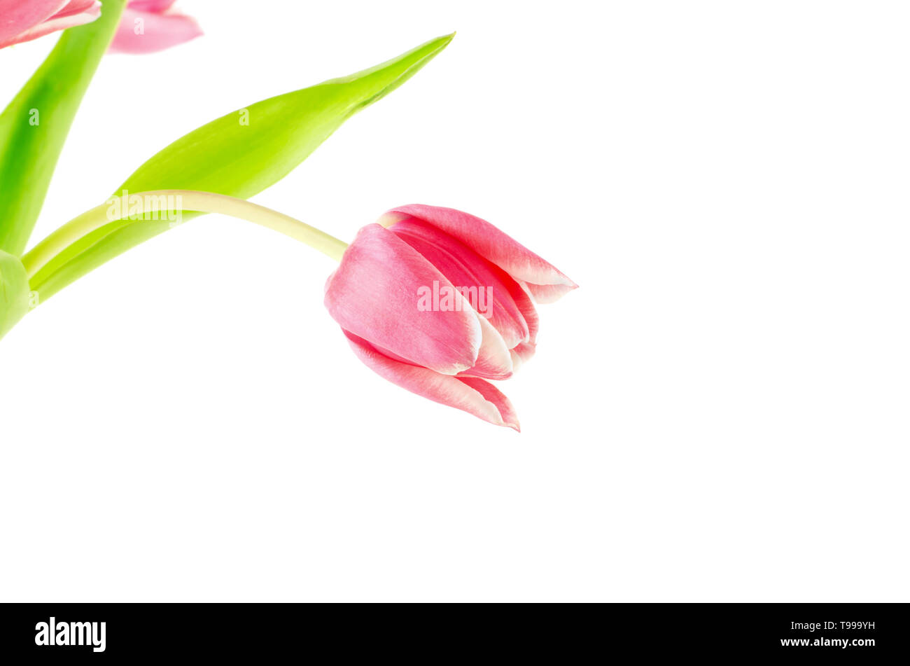 Tulipe rose fleur isolé sur fond blanc et de l'espace pour le texte Banque D'Images