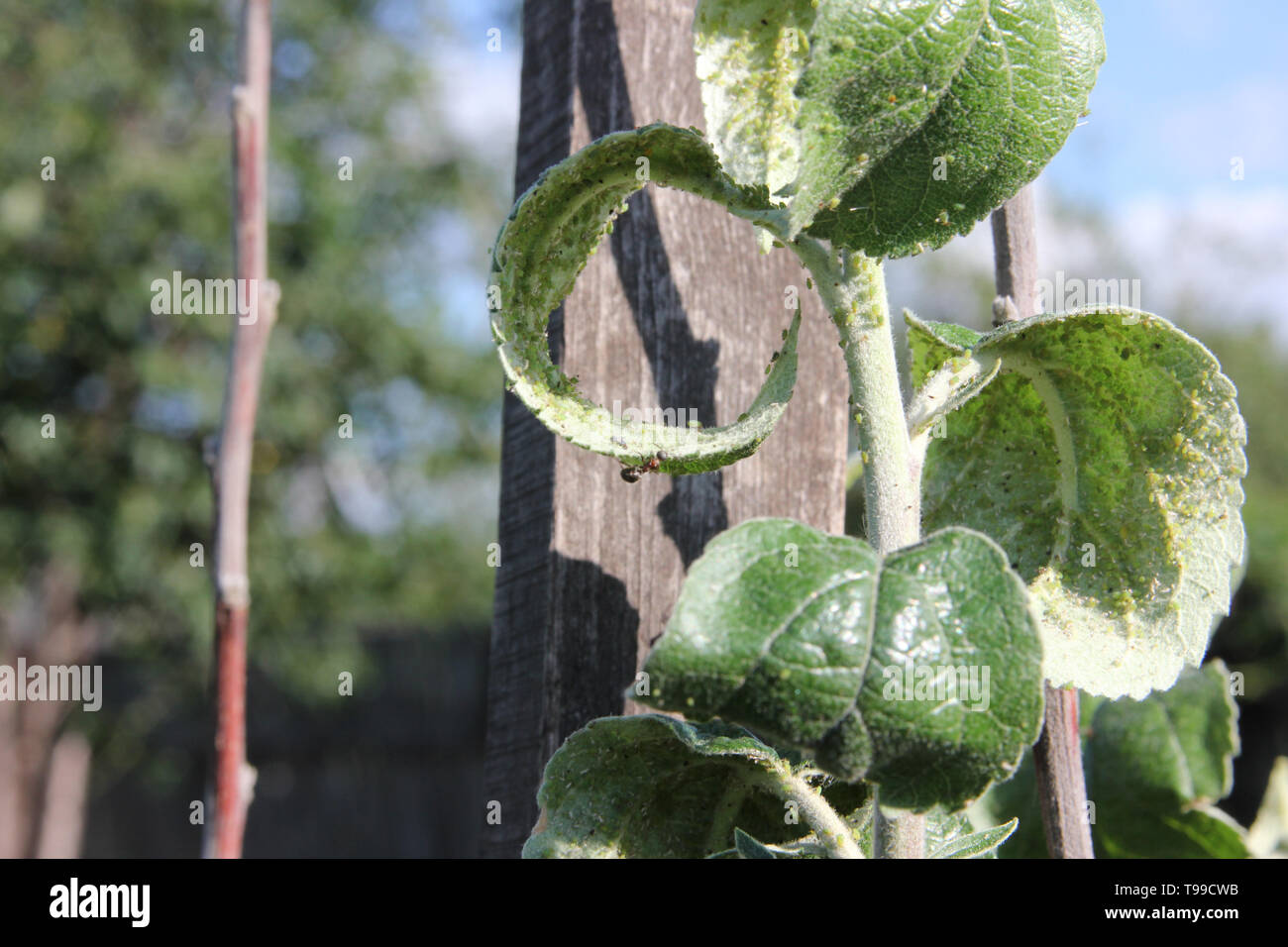 Les pucerons sont sucer le jus de la pomme et de l'ant est le pâturage sur la succursale dans les feuilles sur un fond de ciel bleu Banque D'Images