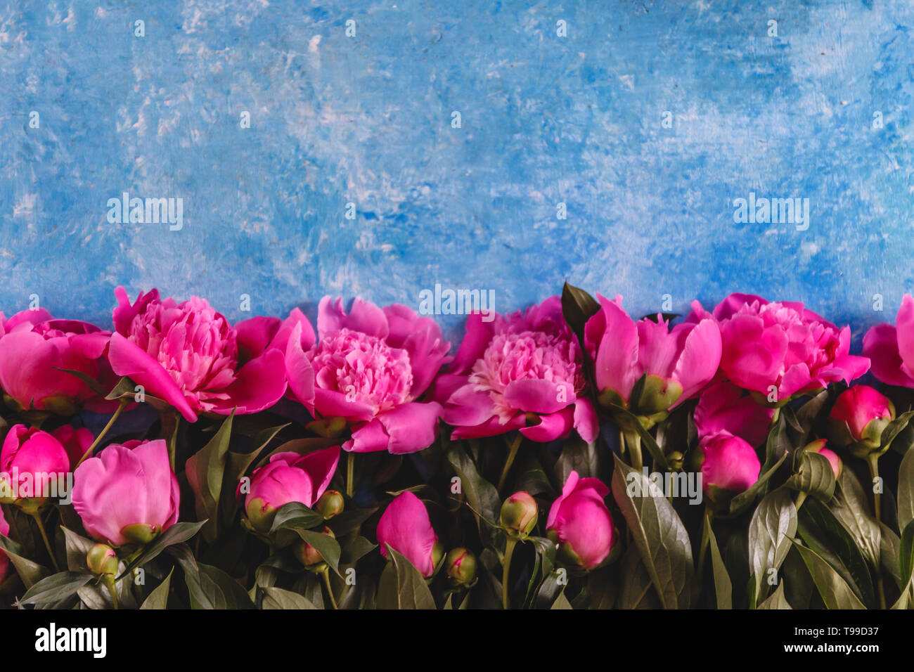 Bouquet de pivoines rose-mauve dans un vase sur un fond bleu en-béton. Vue de dessus. Mise à plat. Banque D'Images