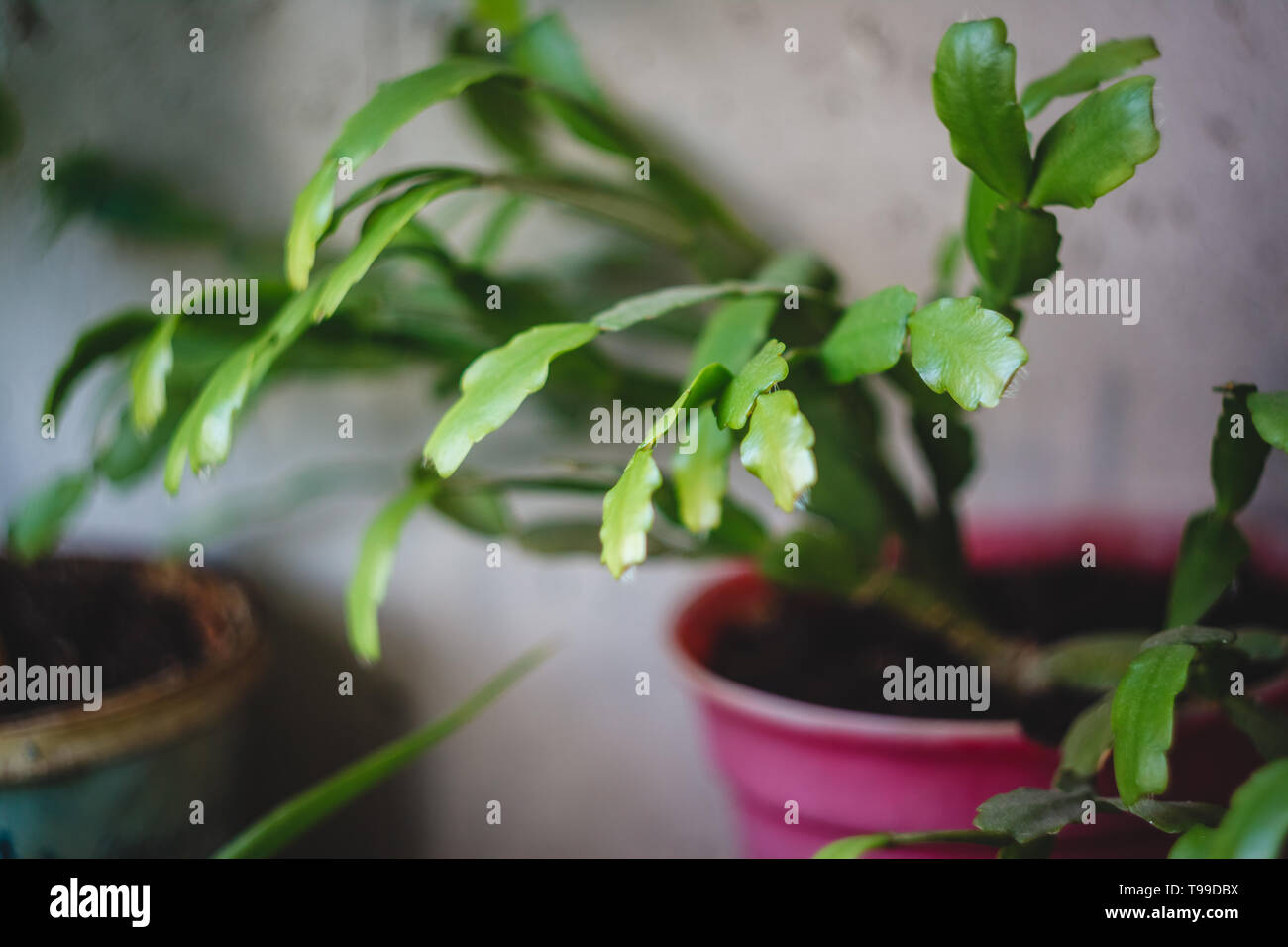 Zigokaktus rozhdestvennik, jeunes pousses dans un pot, close-up Banque D'Images