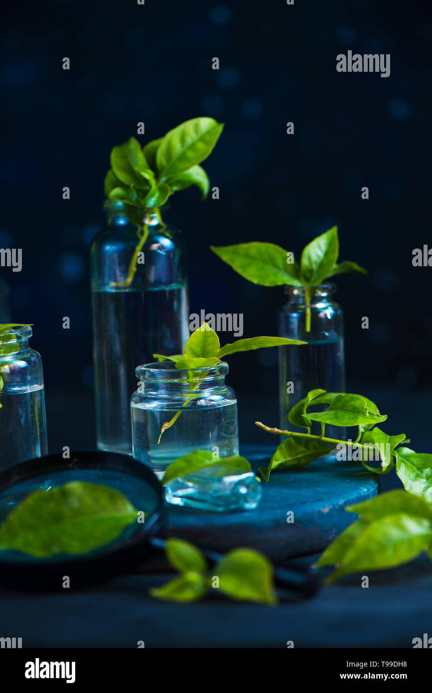 Les semis de plus en plus concept, les plantes vertes en bouteilles de verre avec une loupe sur un fond sombre avec copie espace. Banque D'Images
