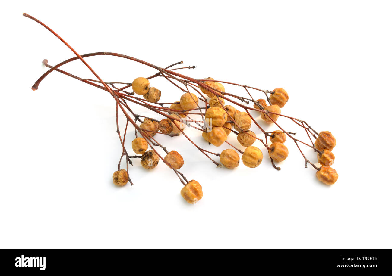 Melia azedarach, chinaberry tree fierté de l'Inde bead-tree, Cape lilac syringa berrytree lilas lilas Indiens Persan. Isolées. Banque D'Images