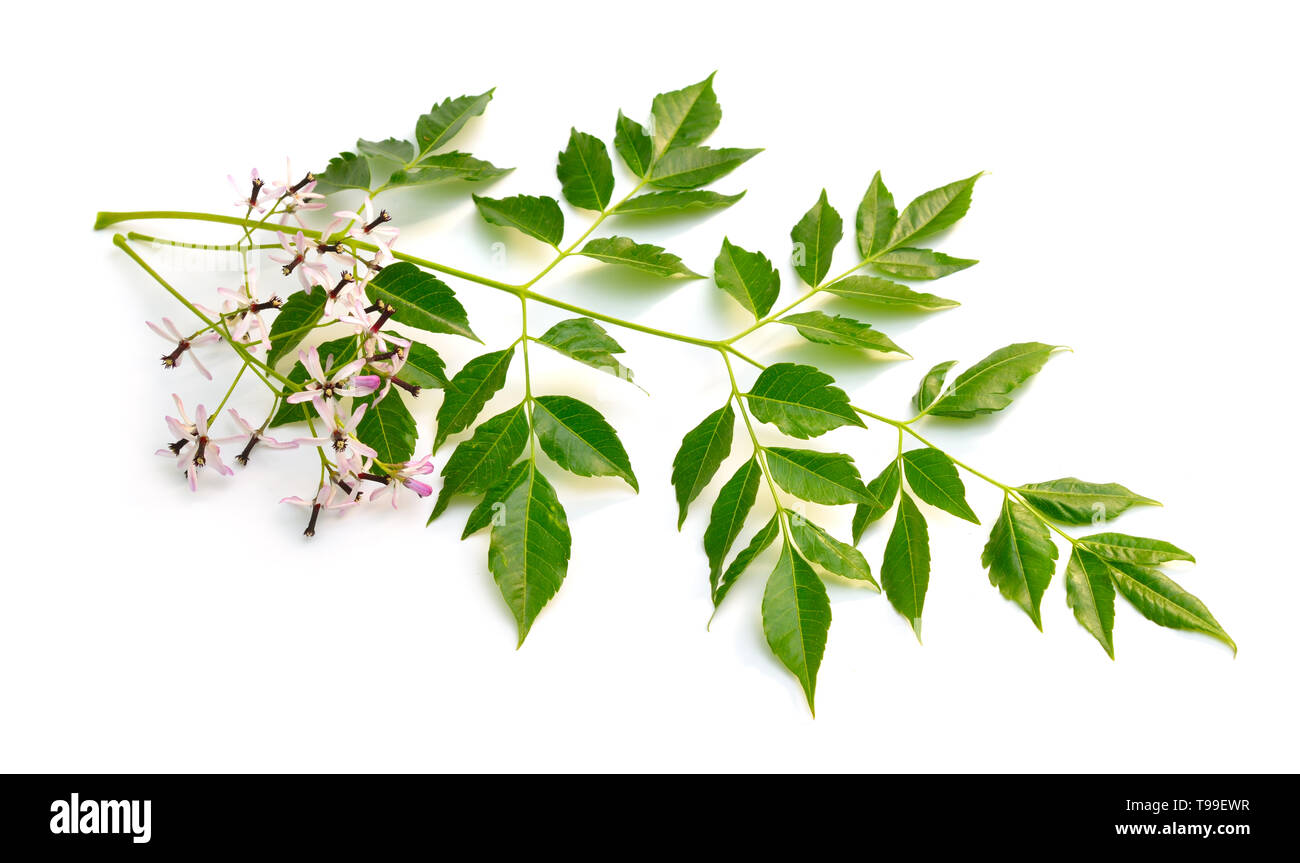 Melia azedarach, chinaberry tree fierté de l'Inde bead-tree, Cape lilac syringa berrytree lilas lilas Indiens Persan. Isolées. Banque D'Images