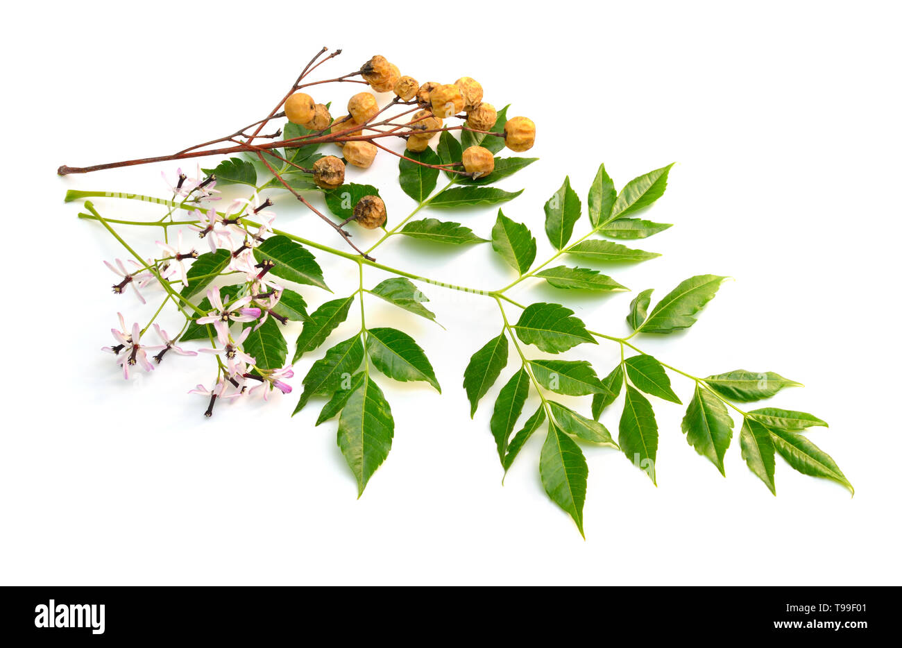Melia azedarach, chinaberry tree fierté de l'Inde bead-tree, Cape lilac syringa berrytree lilas lilas Indiens Persan. Isolées. Banque D'Images