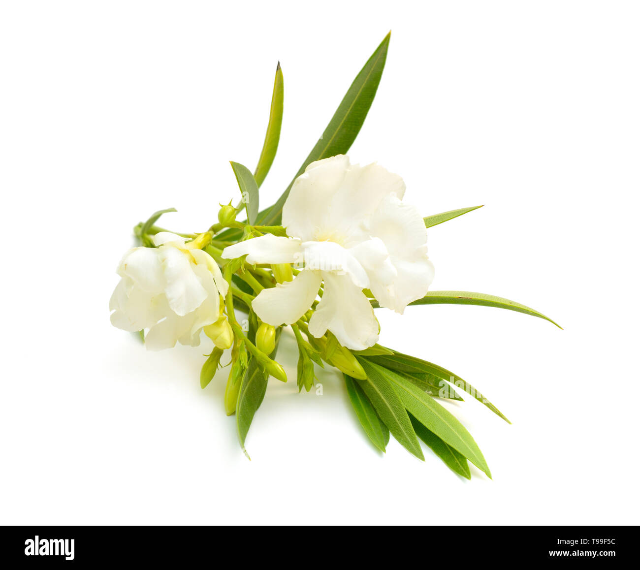 Nerium oleander blanc isolé sur fond blanc. Banque D'Images