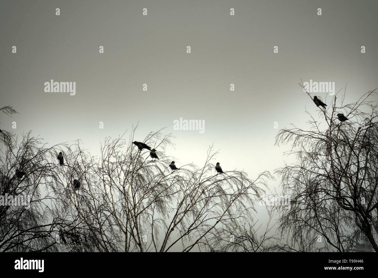 Phoque à capuchon crows recueillies la nuit dans le parc de la ville au printemps. Les oiseaux se perchent, multitude d'oiseaux de bord de merles. Banque D'Images