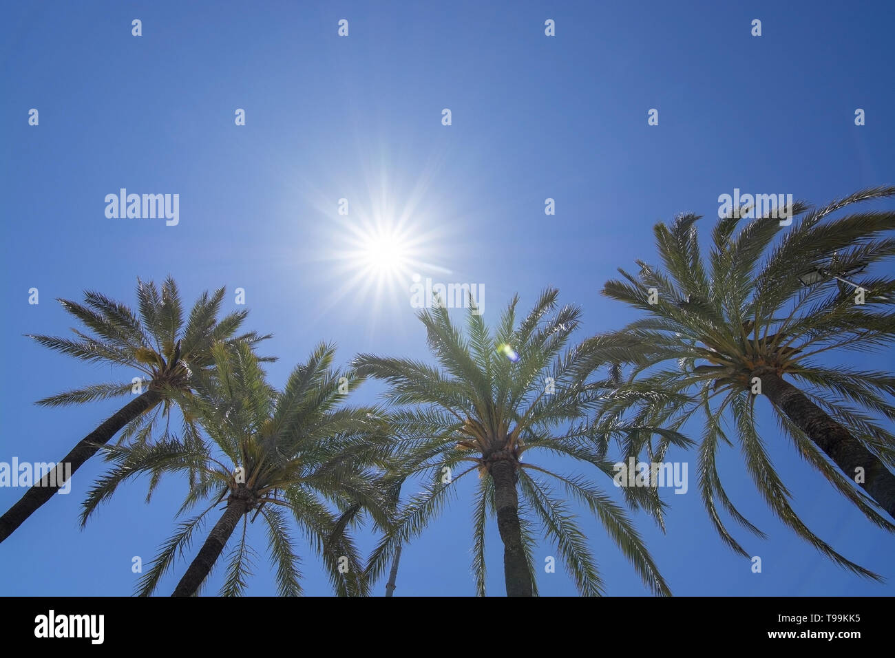 Les rayons du soleil avec ciel étoilé brille au-dessus de palmiers sur ciel bleu clair, le réchauffement climatique, les vacances ou la liberté concept Banque D'Images