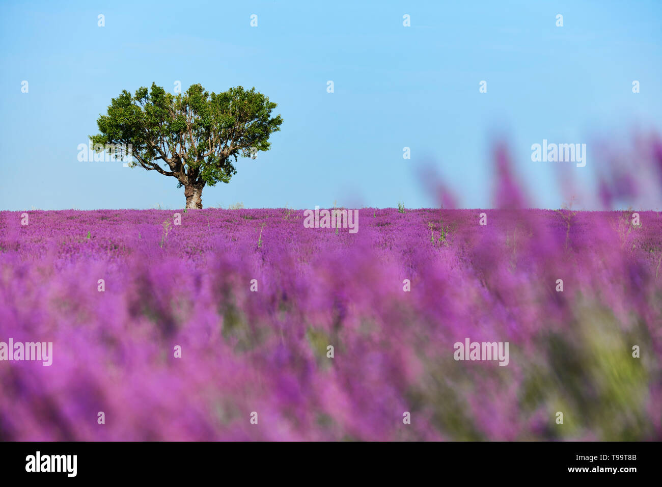 Arbre solitaire au milieu d'un champ plein de fleurs de lavande Banque D'Images