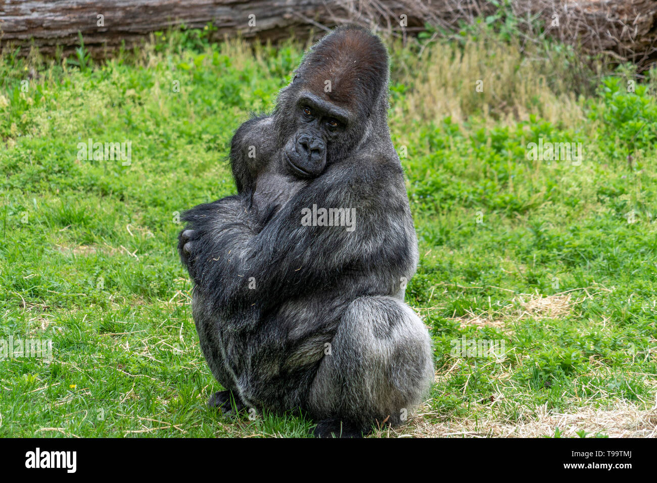 Silverback gorilla mâle en vous regardant portrait Banque D'Images