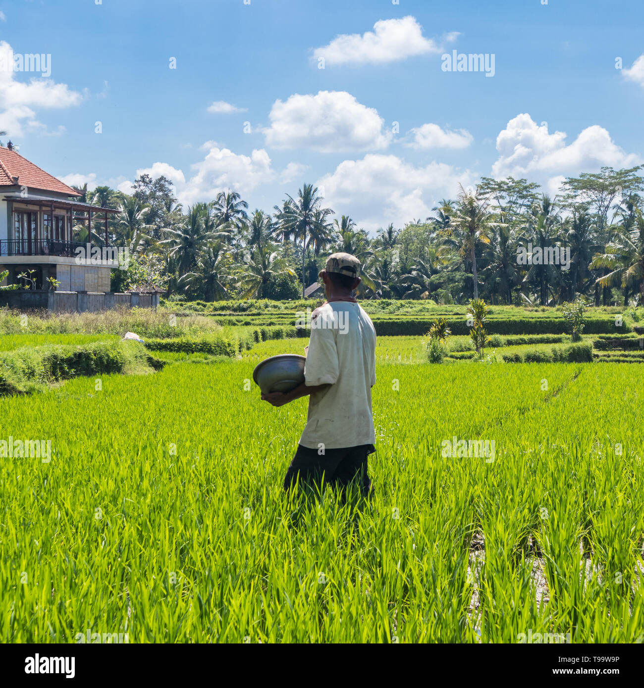 Agriculteur travaillant dans la belle terrasse de riz plantation près de Ubud, Bali, Indonésie, Asie du sud est Banque D'Images