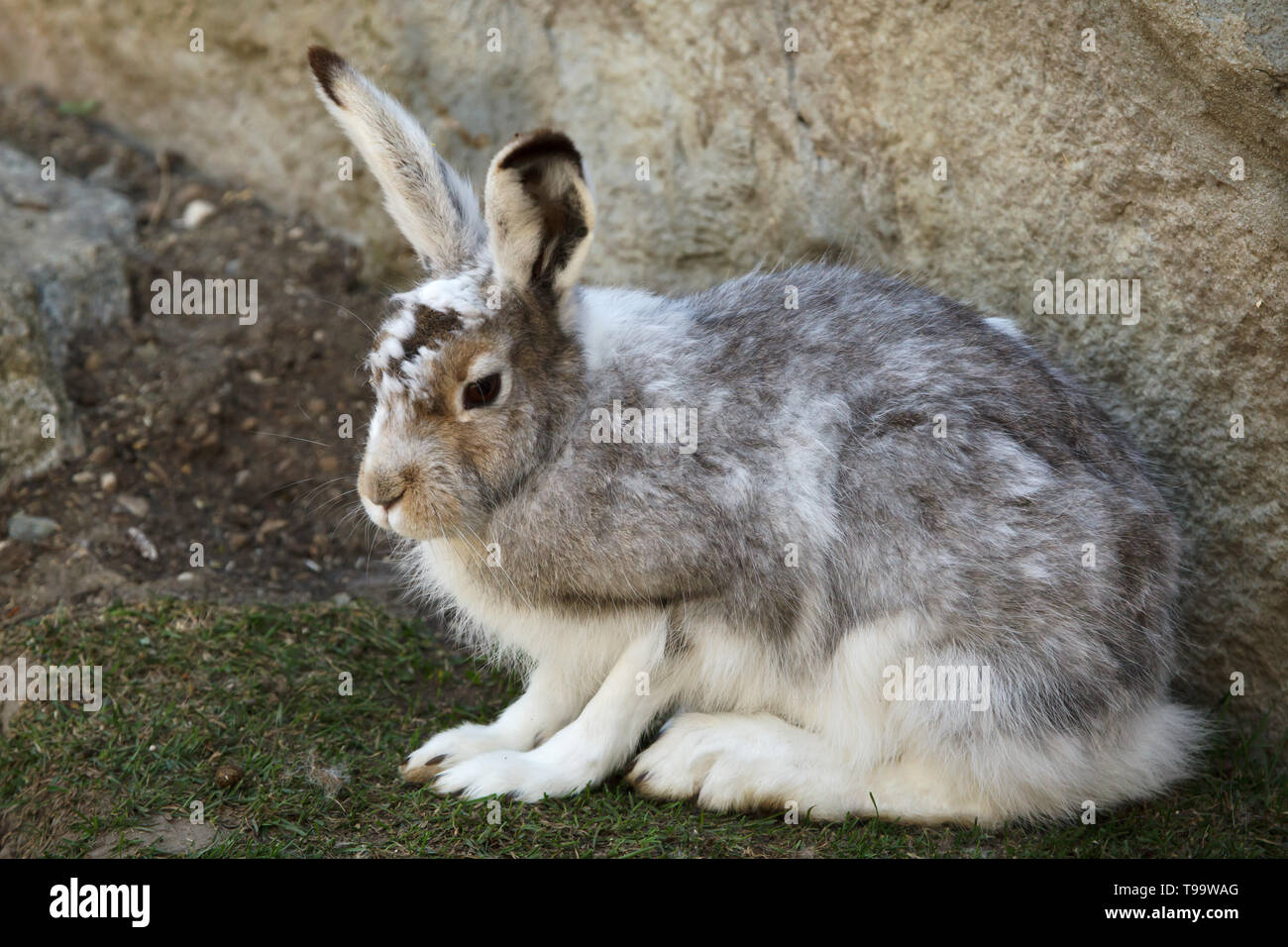 Lièvre variable (Lepus timidus), également connu sous le nom de lièvre blanc. Banque D'Images